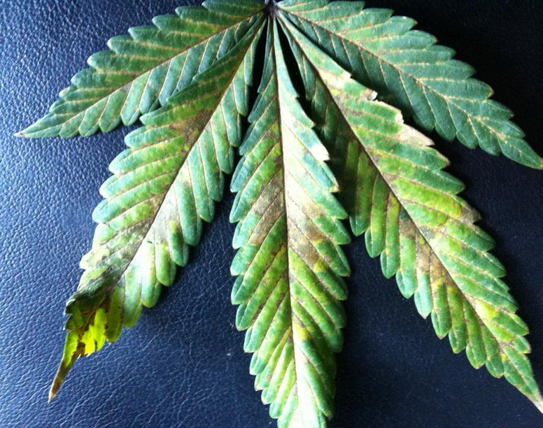 Fix the Phosphorus Deficiency in your Marijuana Plants!